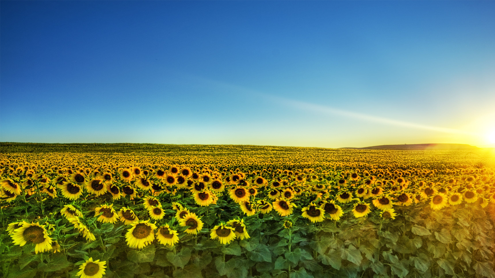 Ukraine is the world leader in the export of sunflower oil
